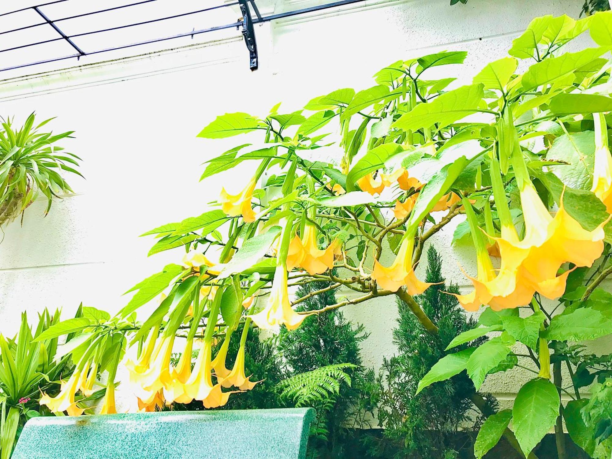 Hotel Hoa Nắng Bảo Lộc Ngoại thất bức ảnh
